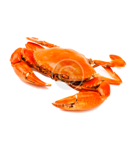 King Crab